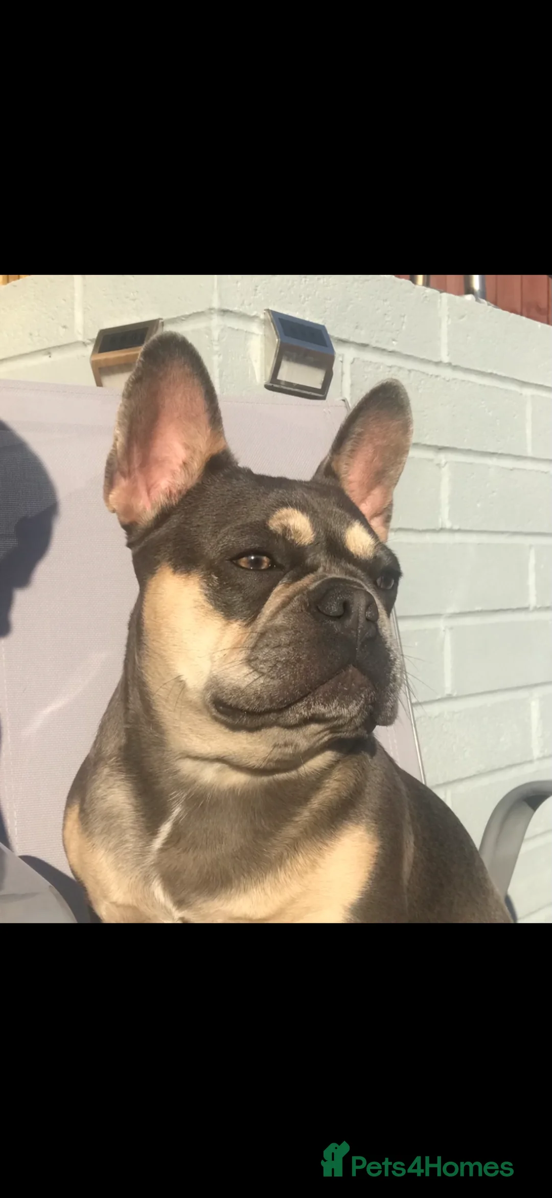 French Bulldog dogs for sale: Stunning lilac and Tan Girl - Advert 1
