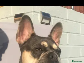French Bulldog dogs Stunning lilac and Tan Girl - Advert 1
