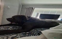 Cane Corso dogs for sale: Cane Corso looking for his new home. - Image 8