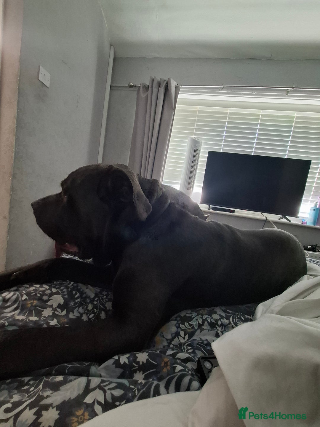Cane Corso dogs for sale: Cane Corso looking for his new home. - Image 8