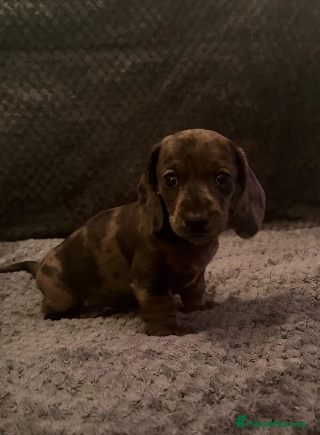 Dachshund dogs for sale: Dachshund puppys - Advert 3