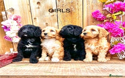 Cockapoo dogs for sale: Quality F1 Cockapoo Puppies GIRLS Various pricing  - Image 19