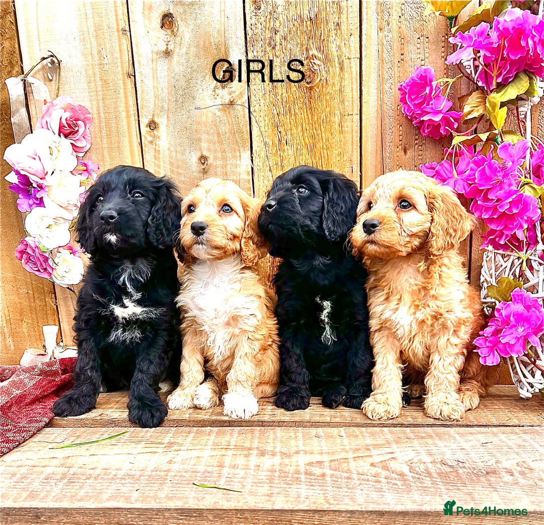 Cockapoo dogs for sale: Quality F1 Cockapoo Puppies GIRLS Various pricing  - Image 19