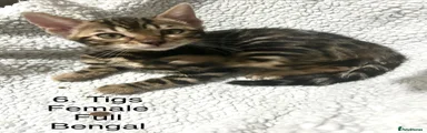 6. Tigs (Full)