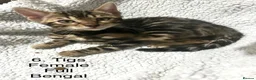 Bengal cats for sale: Full & Half Breed Bengal Kittens  - Advert 15
