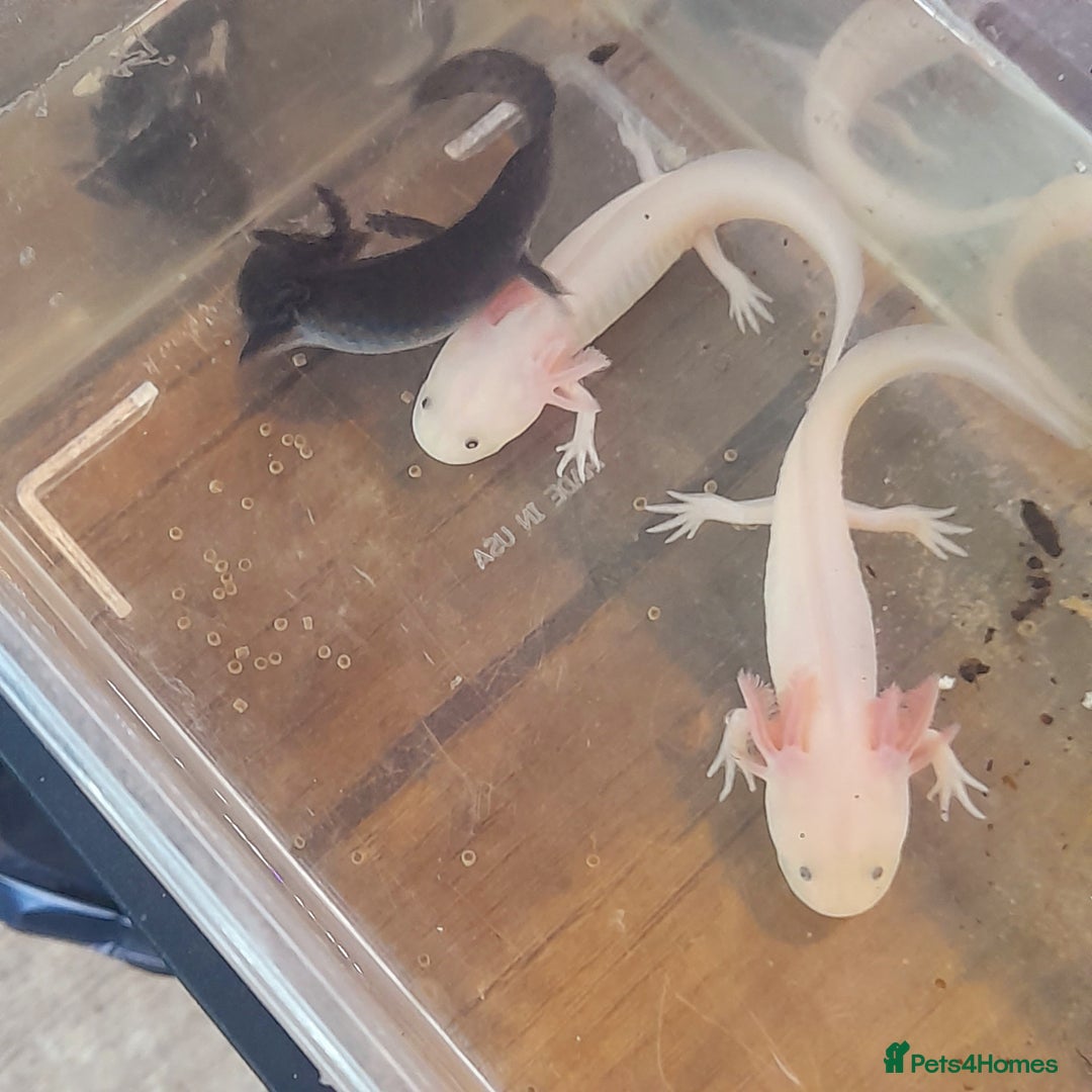 Other/Mixed Breed fish for sale: Axolotls  - Image 6