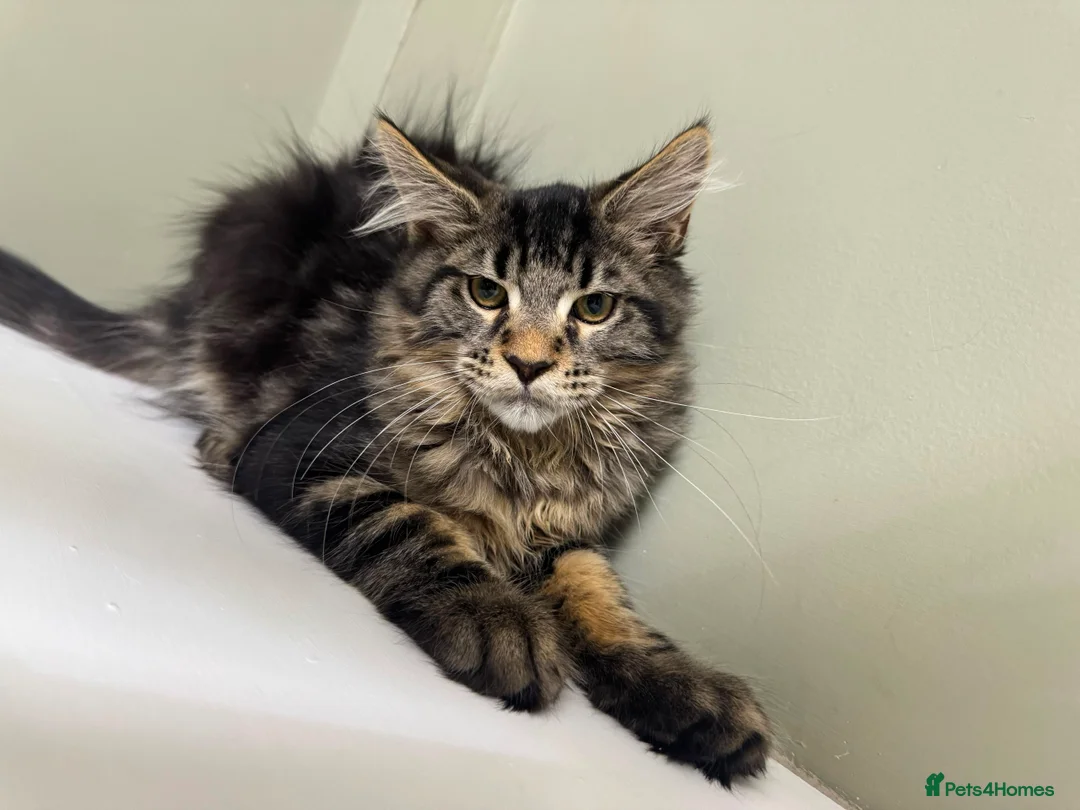 Maine Coon cats for sale: Stunning tabby pedigree XL Maine Coons ready now! - Advert 28