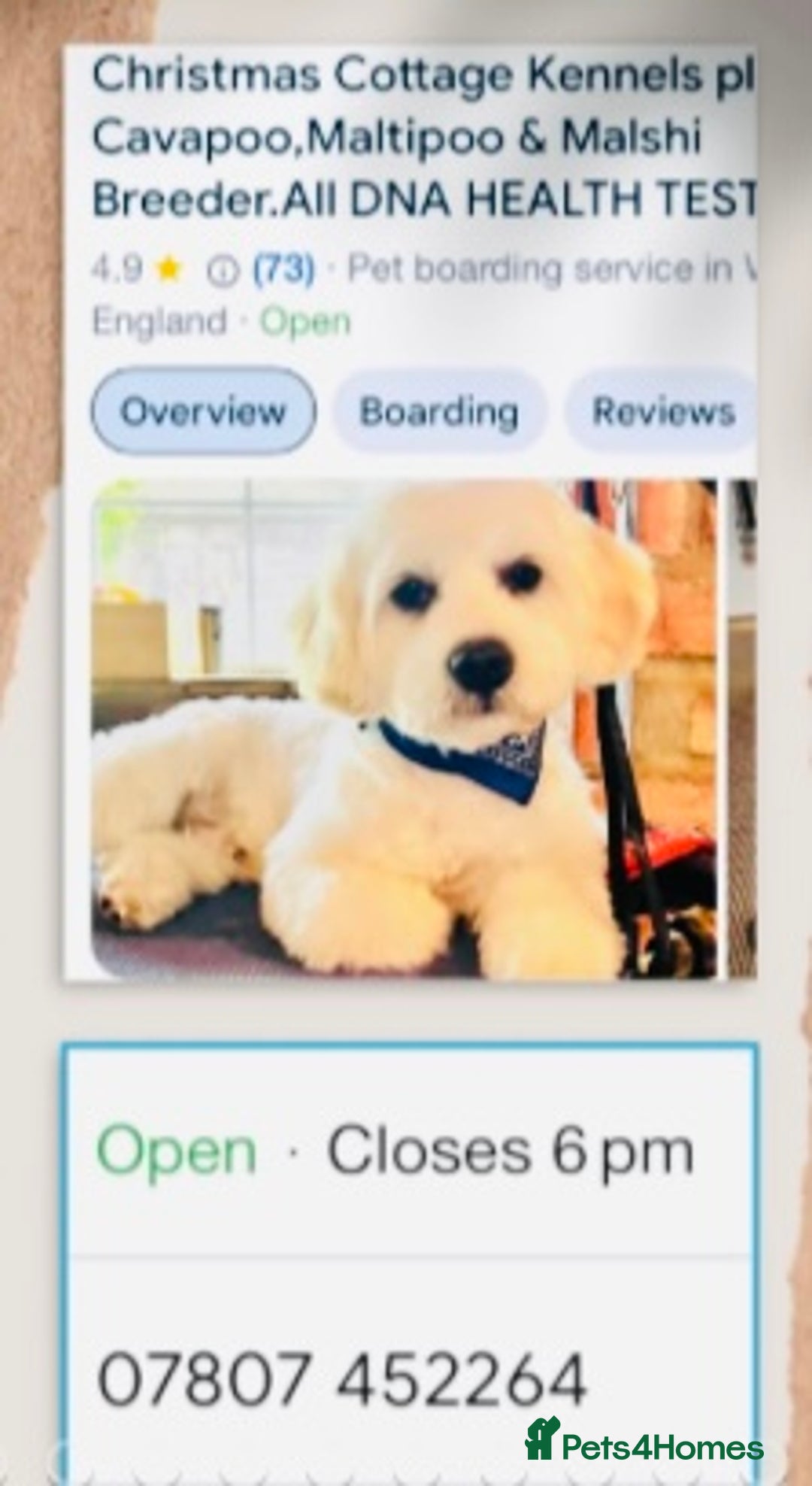 Cavapoo dogs for sale: VERY GENTLE F1b CAVAPOO~ LOVING HOME REQUIRED  - Image 9