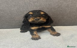Cocker Spaniel dogs for sale: Beautiful Showtype cocker spaniels - Image 16