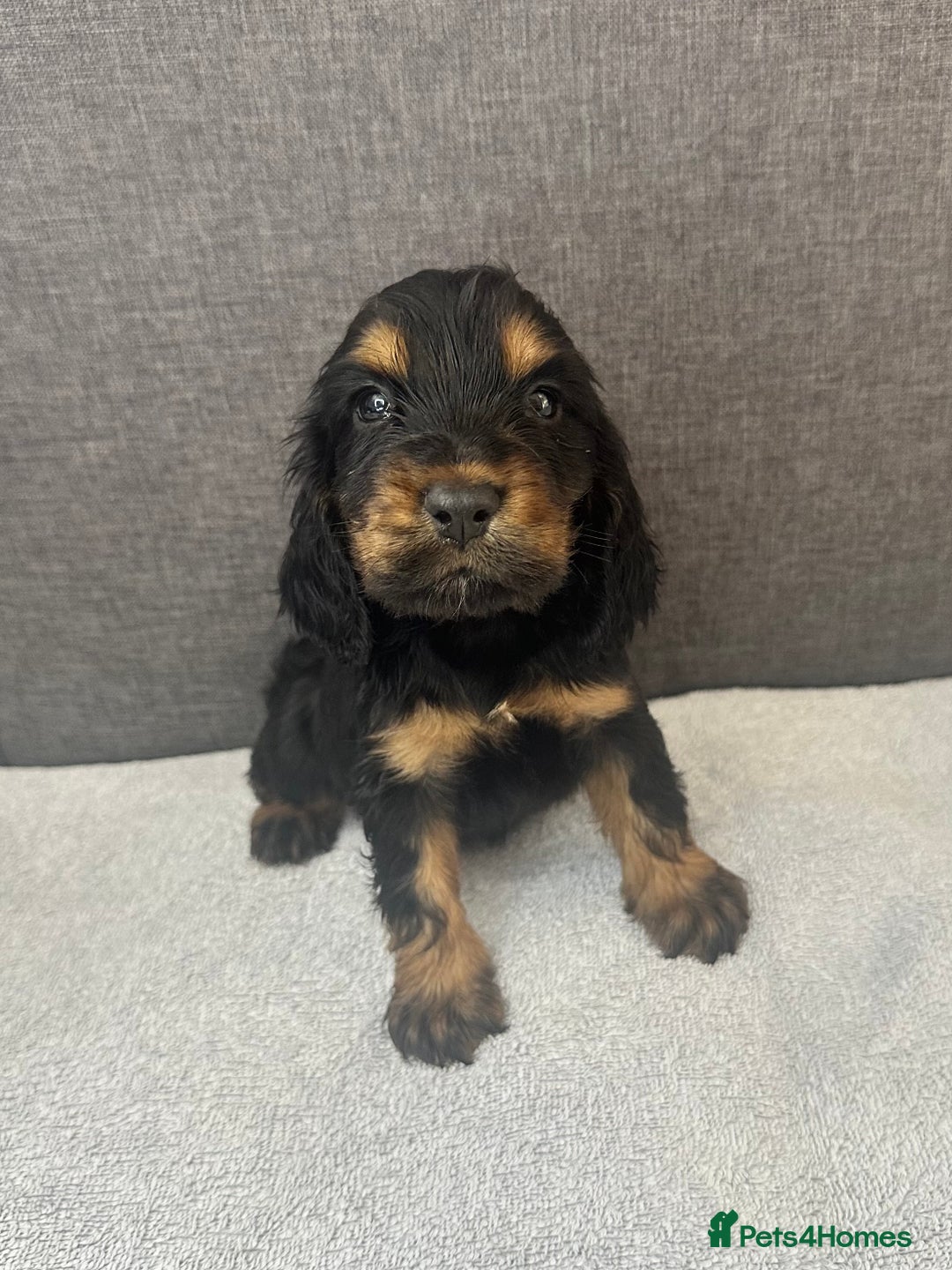 Cocker Spaniel dogs for sale: Beautiful Showtype cocker spaniels - Image 16