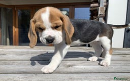 Beagle dogs for sale: 4 x KC reg Beagle Pups available - Image 7