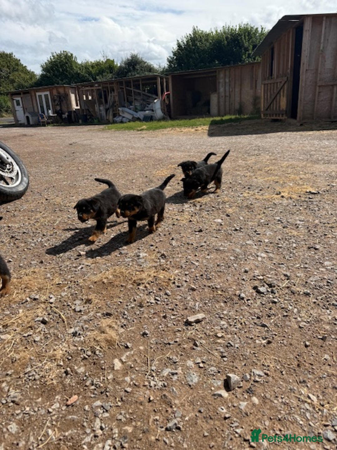 Rottweiler dogs for sale: beautiful pedigree rottweilers  - Image 1