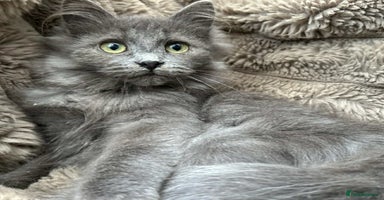 Siberian cats - Advert 5