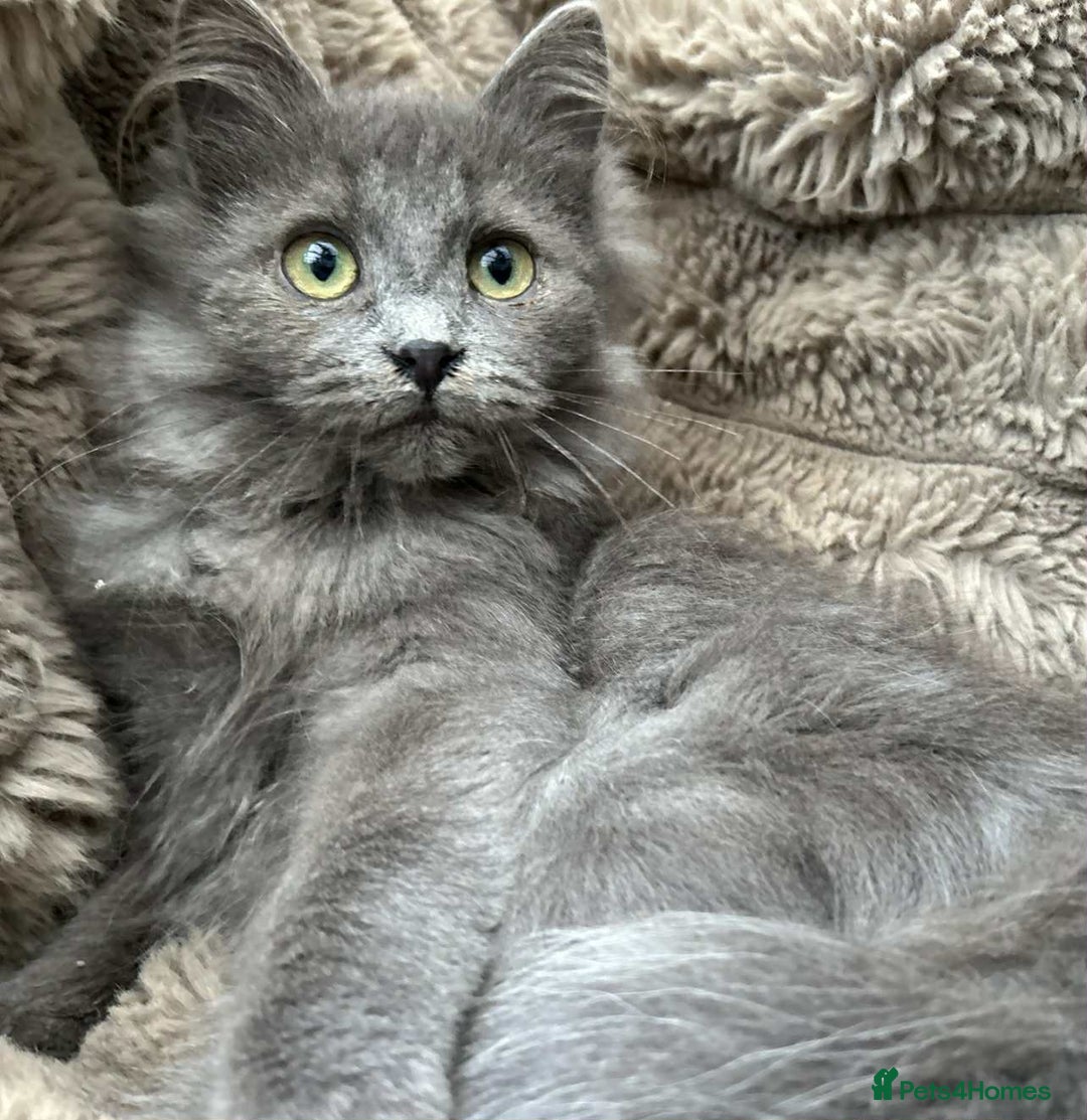 Siberian cats for sale: TICA reg Siberian kittens  - Image 2