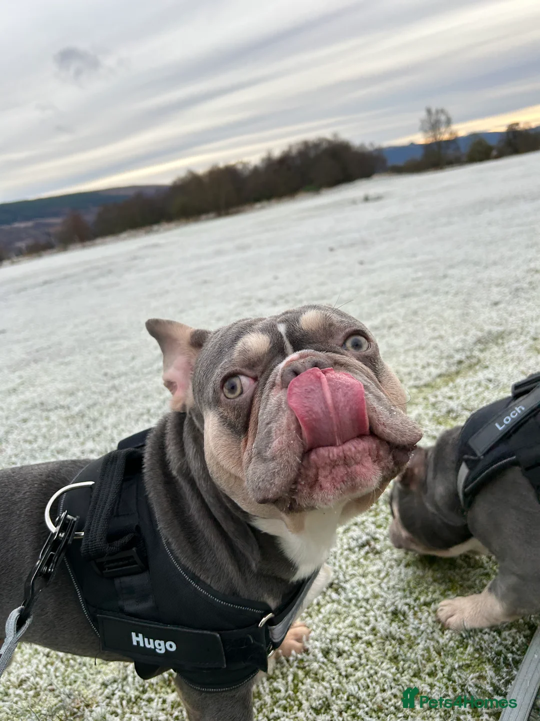 French Bulldog dogs for sale: Needs a home - Advert 4