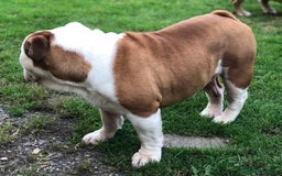 English Bulldog dogs for stud: KC HEALTH TESTED BULLDOG in Ashford - Image 2