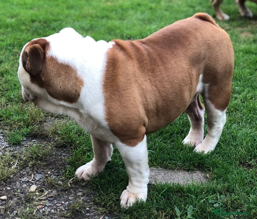 English Bulldog dogs for stud: KC HEALTH TESTED BULLDOG in Ashford - Image 2