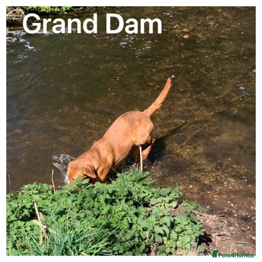 Labrador Retriever dogs for sale: Beautiful KC pups, health tested & superb lineage - Advert 24