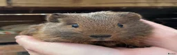 Guinea Pig rodents for sale: Baby guinea pigs  - Advert 7