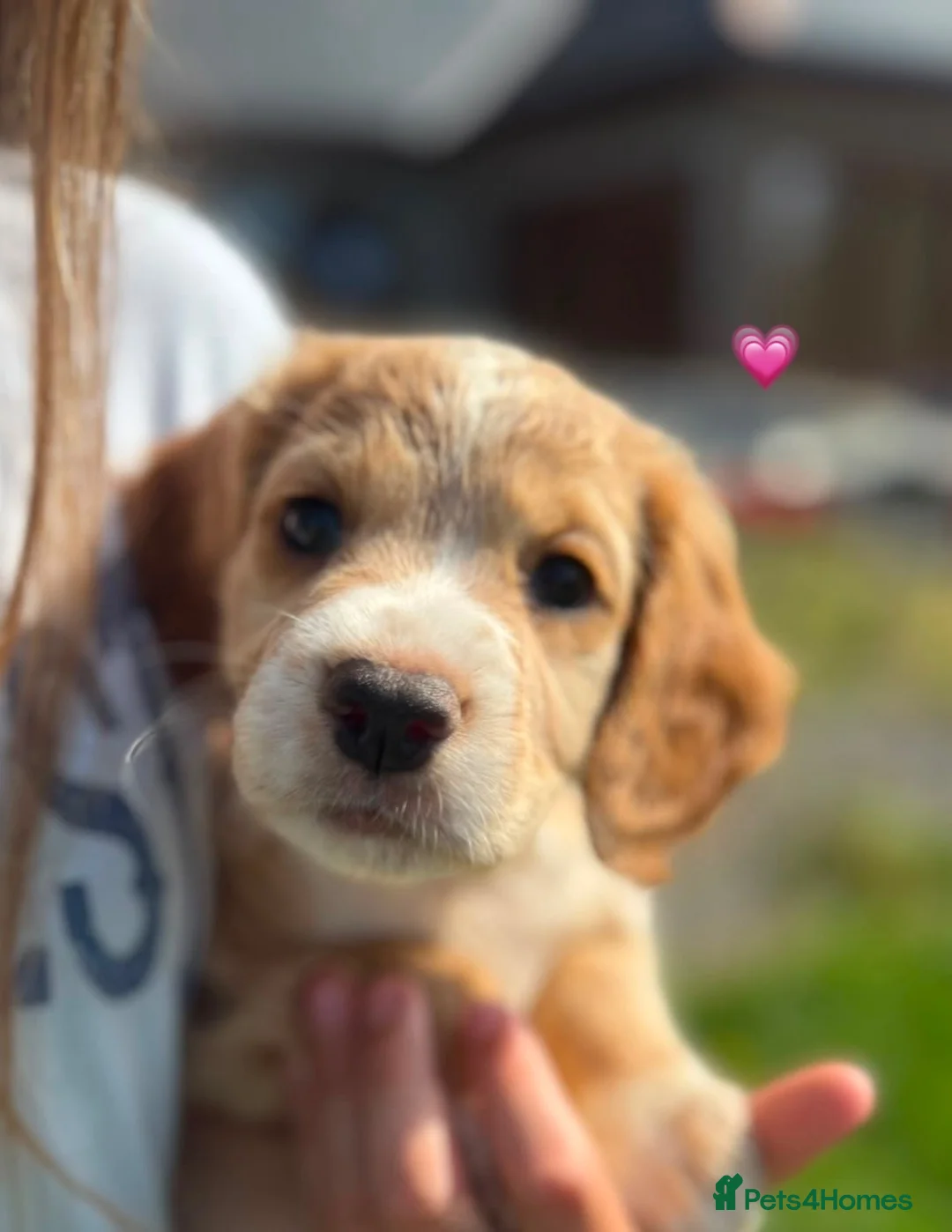 Cocker Spaniel dogs for sale: Working cocker spaniel puppies - Advert 2