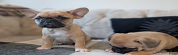 French Bulldog dogs for sale: French bulldog puppy's ready to go! - Advert 10