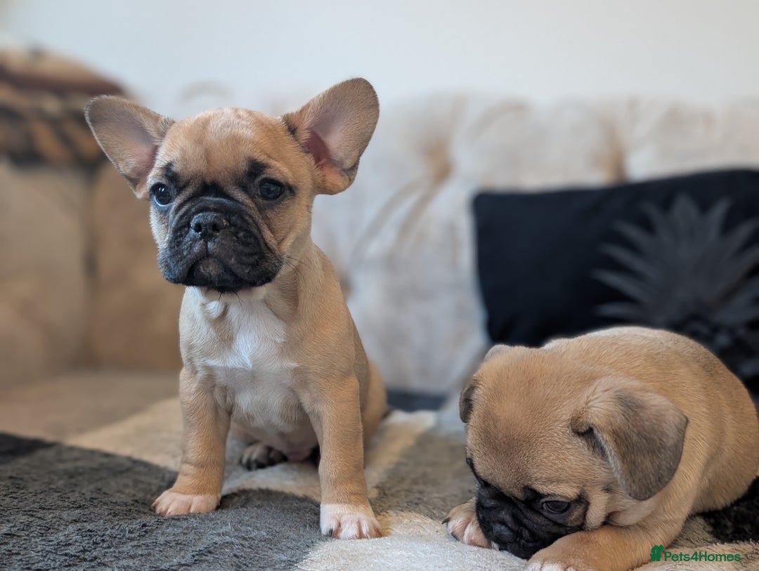 French Bulldog dogs for sale: French bulldog puppy's ready to go! - Advert 10