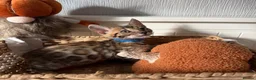 Bengal cats for sale: 🐆Exceptional Pedigree Bengal Kittens 🐆 - Advert 37