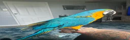Macaws birds for sale: Blue & gold female macaw - Advert 3