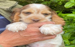 Cocker Spaniel dogs for sale: Adorable Show cocker spaniel puppies - Image 4