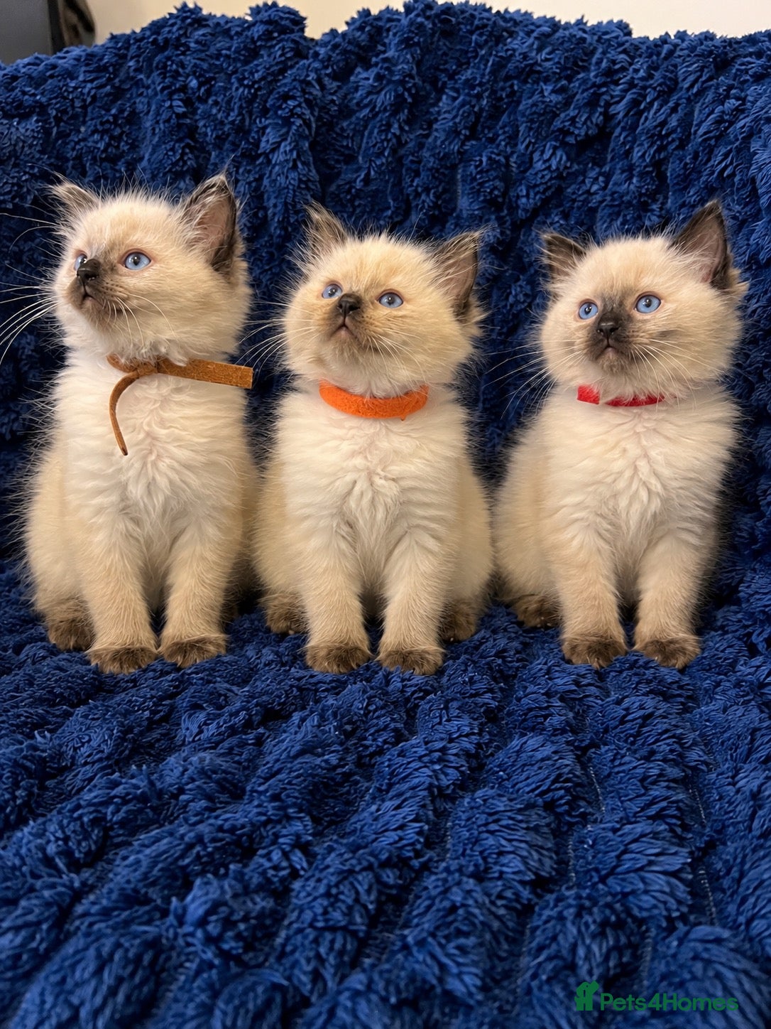 Ragdoll cats for sale: 3 beautiful Ragdoll boys looking for loving home💙 - Advert 1