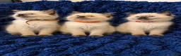 Ragdoll cats for sale: 3 beautiful Ragdoll boys looking for loving home💙 - Advert 1