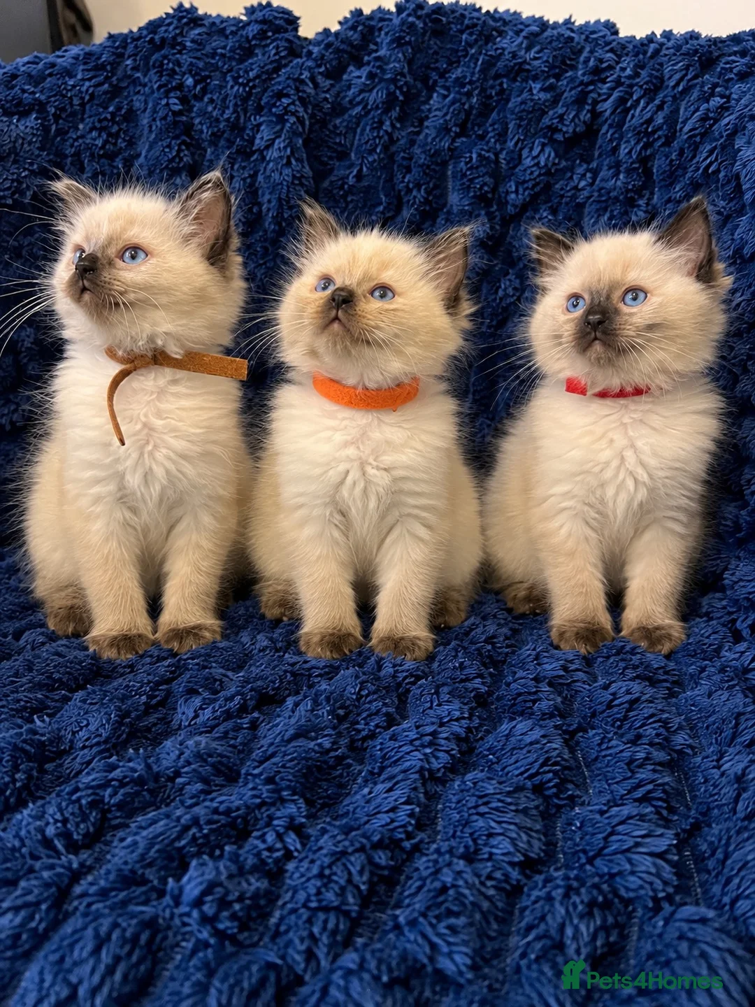 Ragdoll cats for sale: 3 beautiful Ragdoll boys looking for loving home💙 - Advert 1