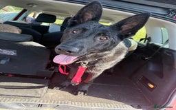 German Shepherd dogs for sale: Female German Shepherd - Image 6