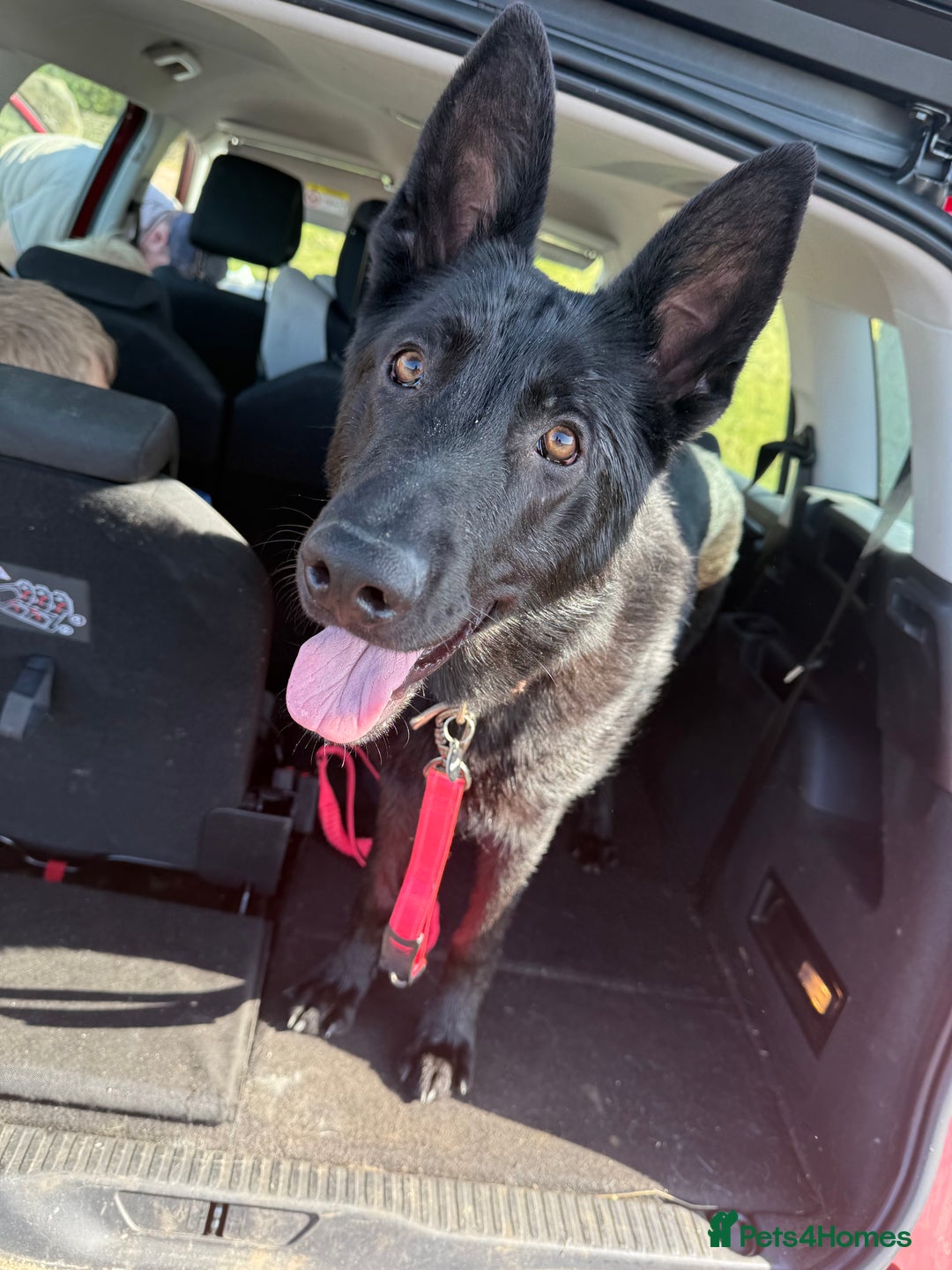 German Shepherd dogs for sale: Female German Shepherd - Image 6