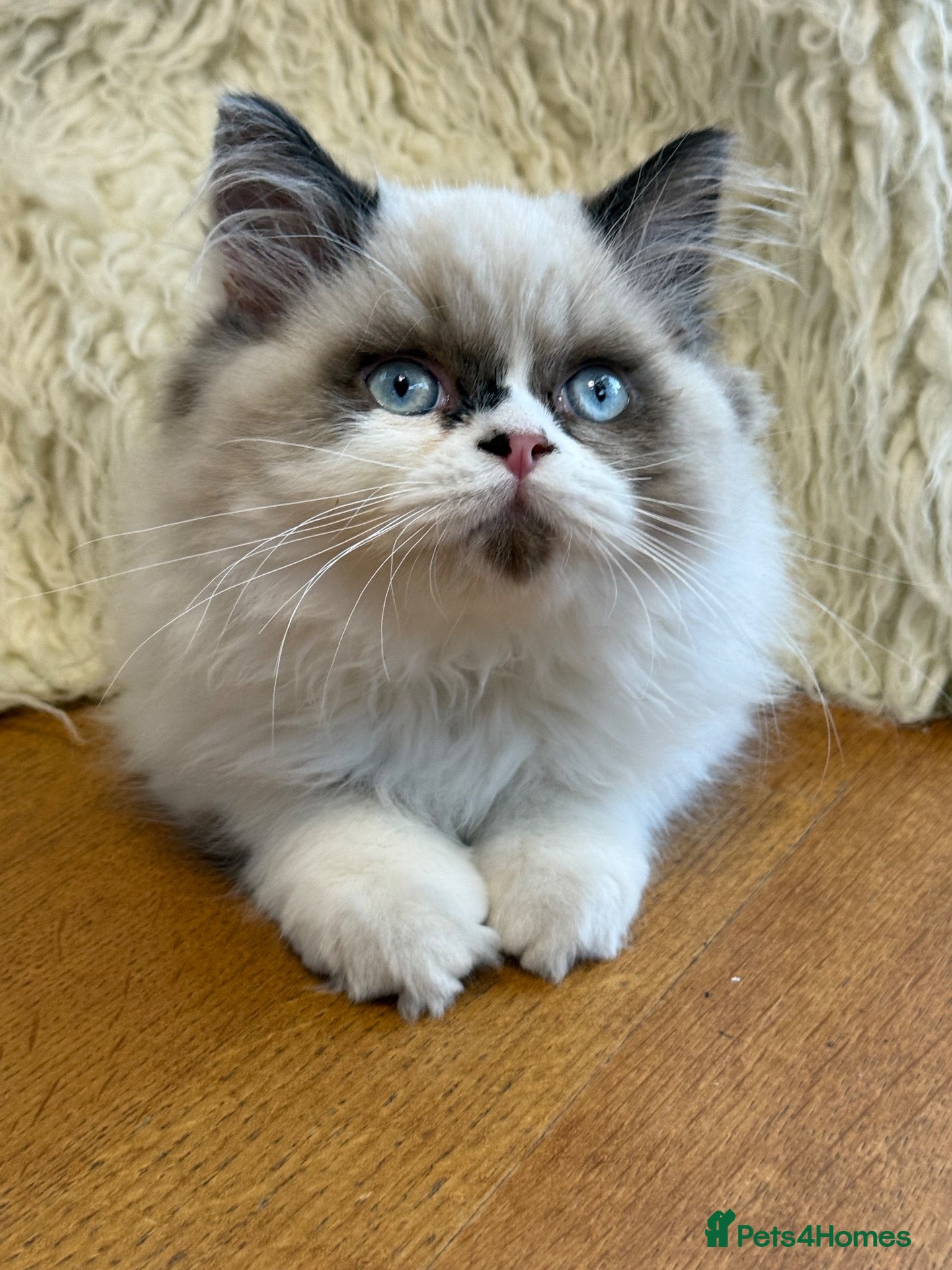 Ragdoll cats Bicolour Boy  - Advert 1