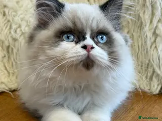 Ragdoll cats Bicolour Boy - Advert 1