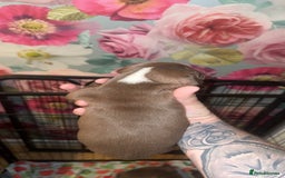 American Bully dogs for sale: American Bully Pups - Image 25