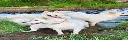 German Shepherd dogs for sale: Stunning ICE white KC long haired GSD pups  in Ripon - Advert 16