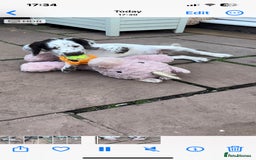 English Springer Spaniel dogs for sale: Superb DNA KC Champion Bred Working Springer Pups - Image 31