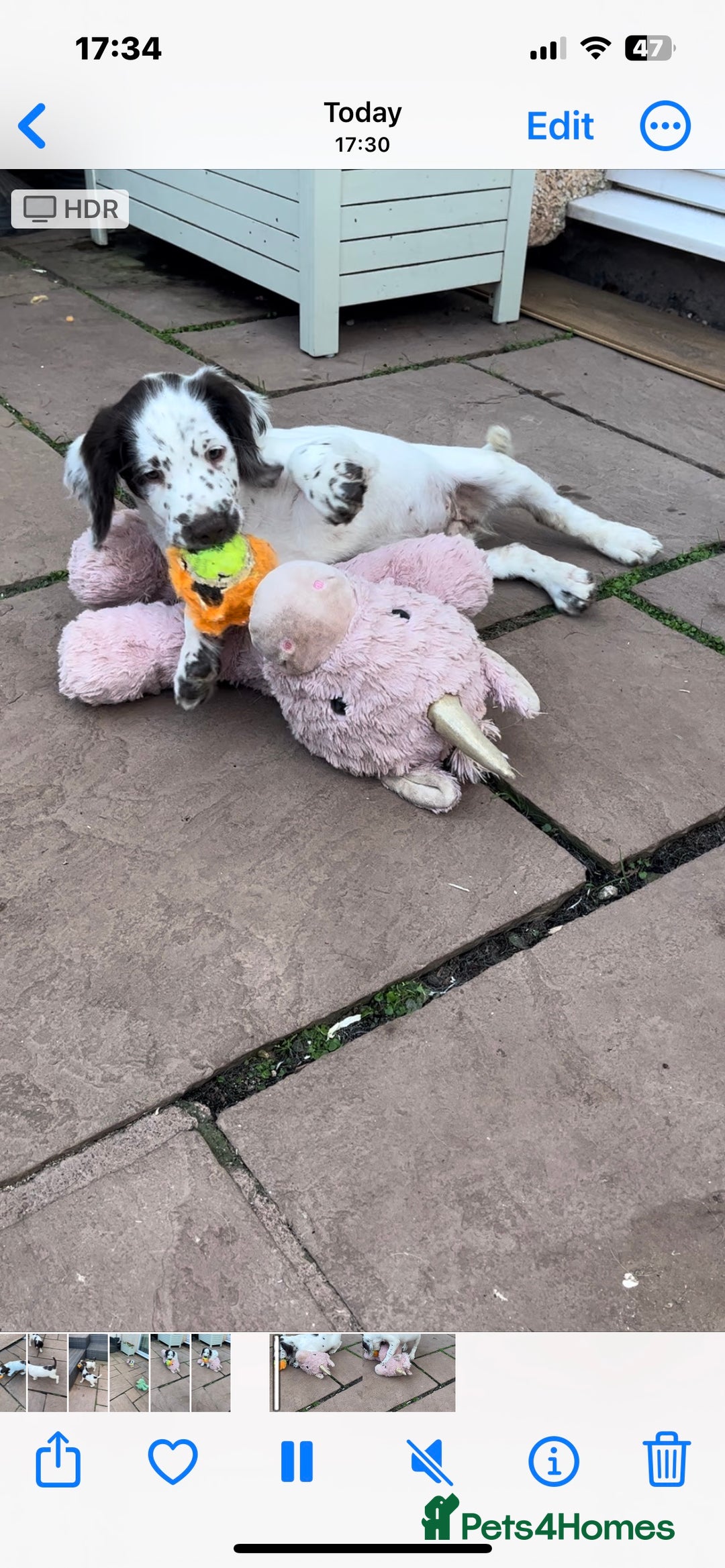 English Springer Spaniel dogs for sale: Superb DNA KC Champion Bred Working Springer Pups - Image 31