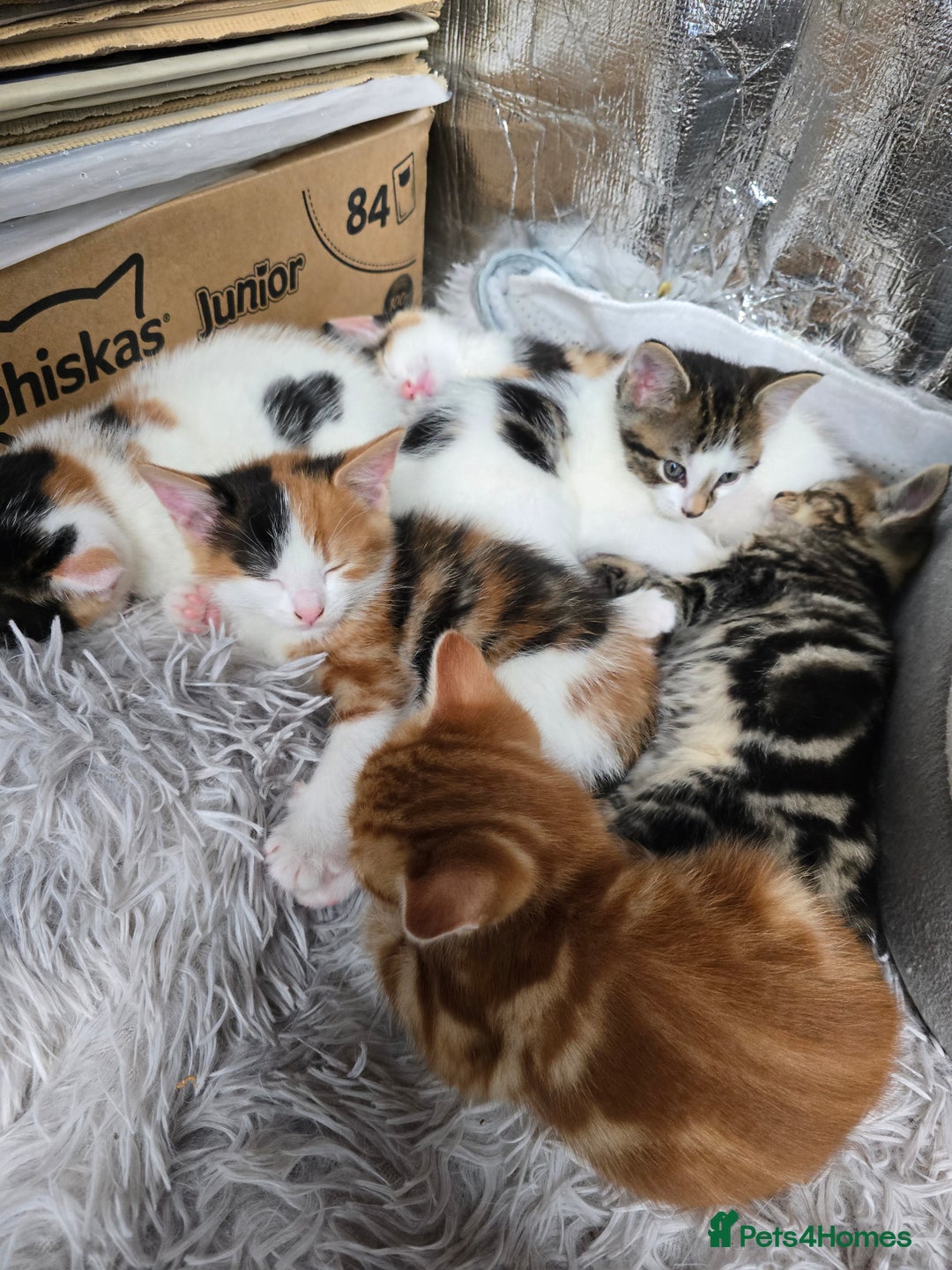 Mixed Breed cats for sale: Premium mixed breed kittens - Image 32