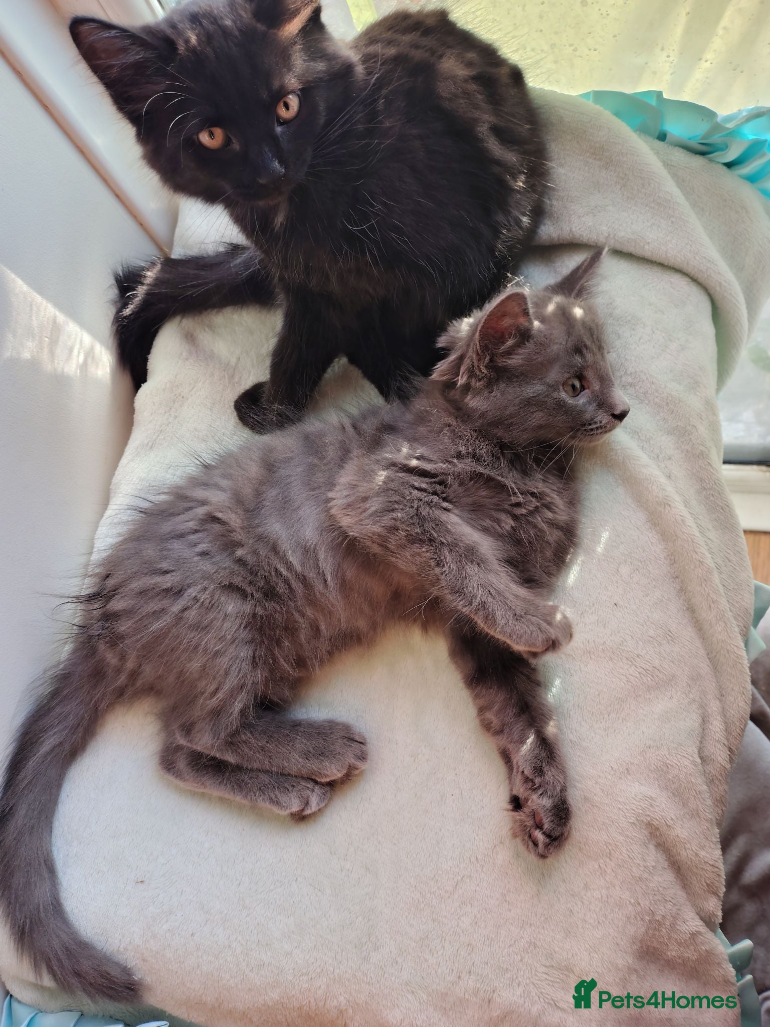 Mixed Breed cats 2 LEFT domestic x ragdoll mix kittens - Advert 6