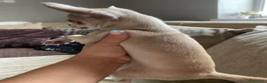 Chihuahua 1