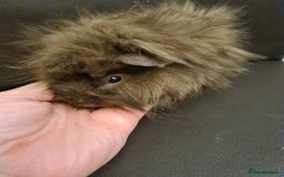 Guinea Pig rodents for sale: Long haired Peruvian-cross baby boys - Image 9