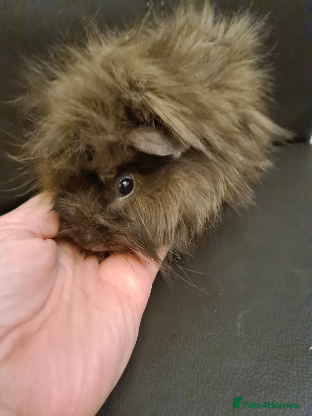 Guinea Pig rodents for sale: Long haired Peruvian-cross baby boys - Image 9