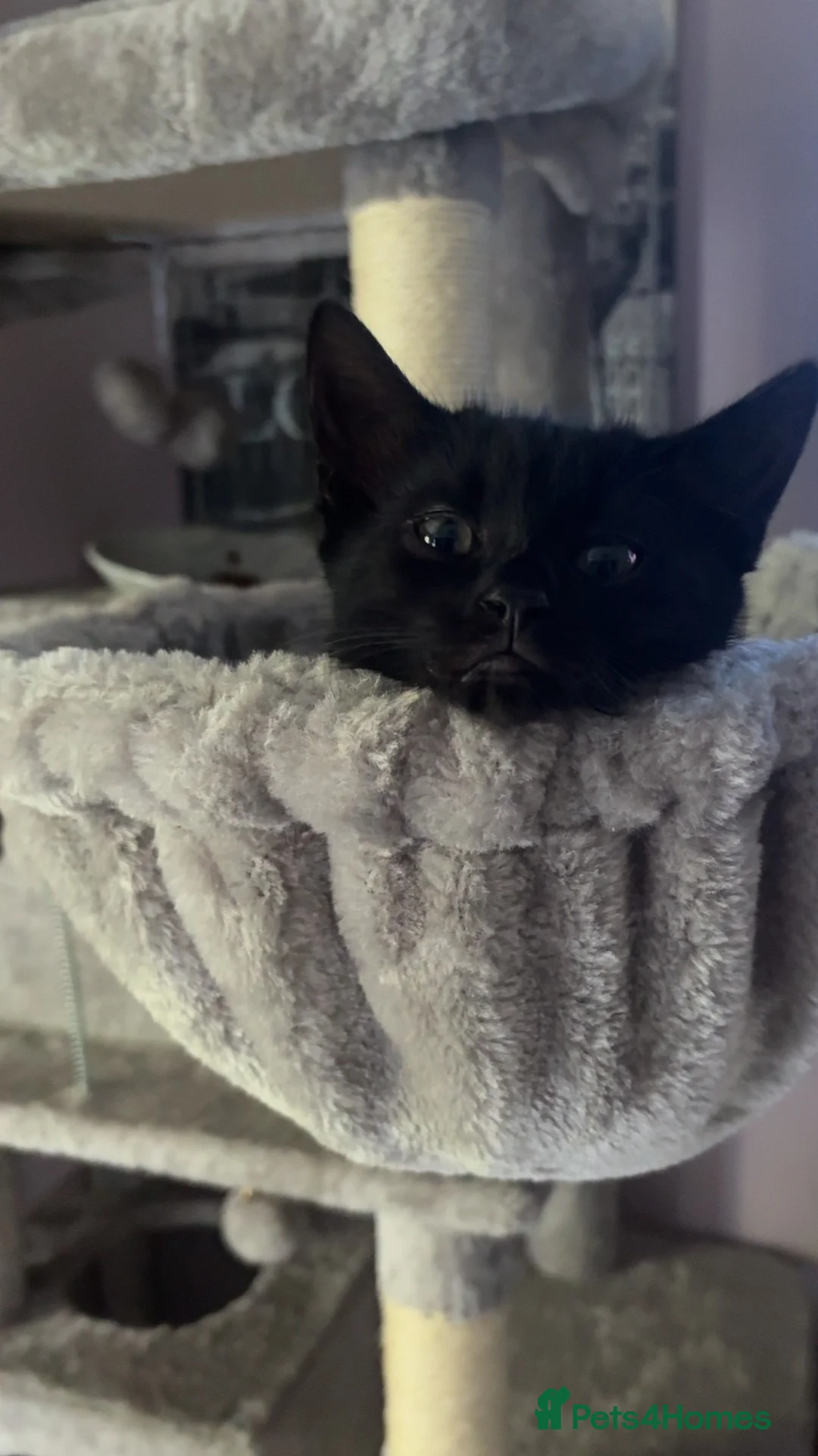 Mixed Breed cats for sale: 4 kittens ready for new homes  in Bordon - Advert 8
