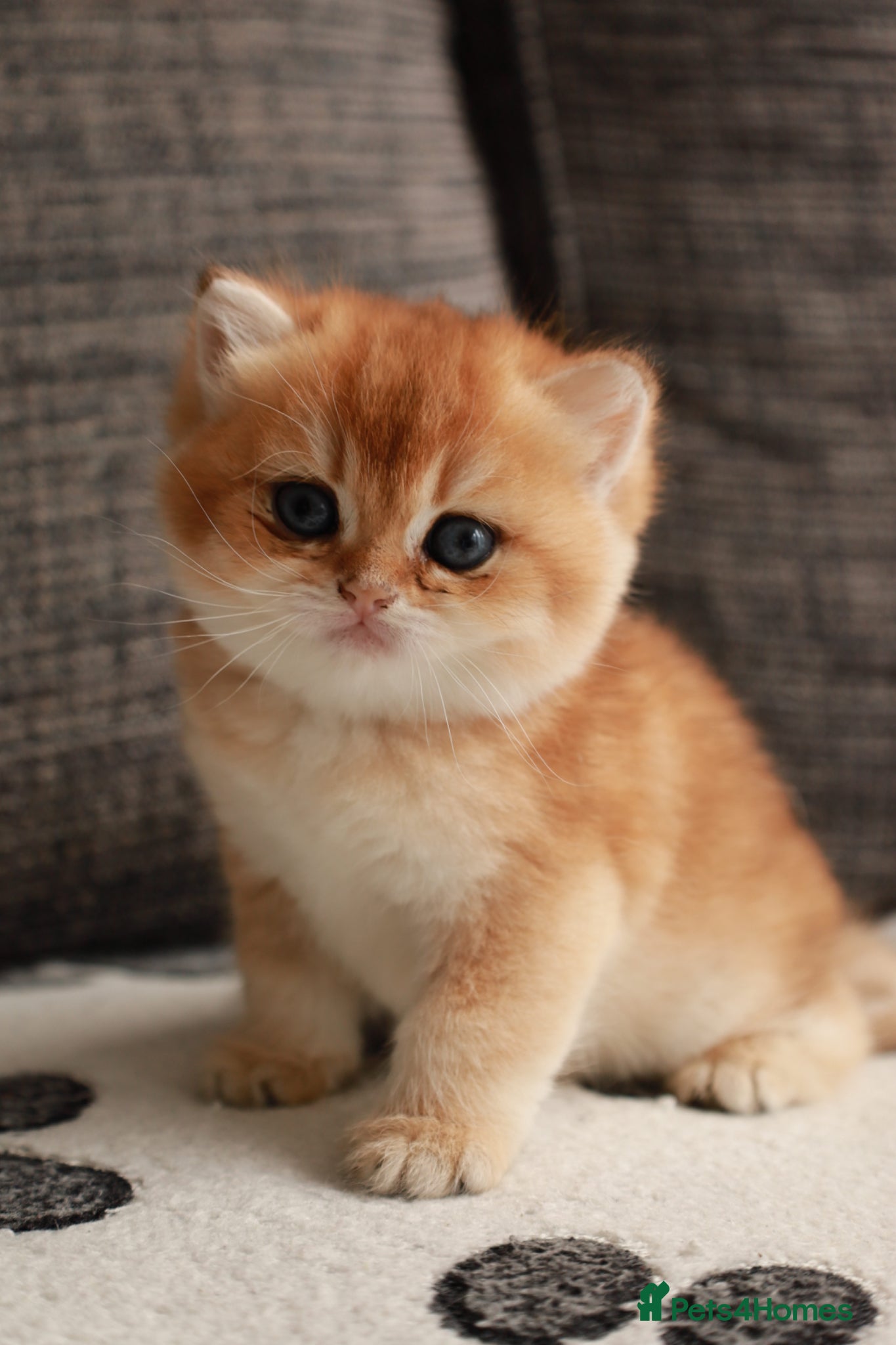 British Longhair cats chocolate gold N12.TICA reg  - Advert 6