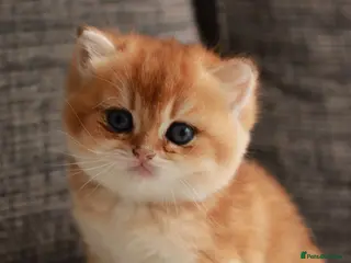British Longhair cats chocolate gold N12.TICA reg - Advert 6