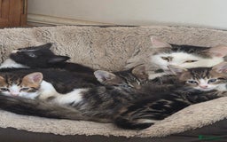 Mixed Breed cats for sale: Tabby mix kittens - Image 2