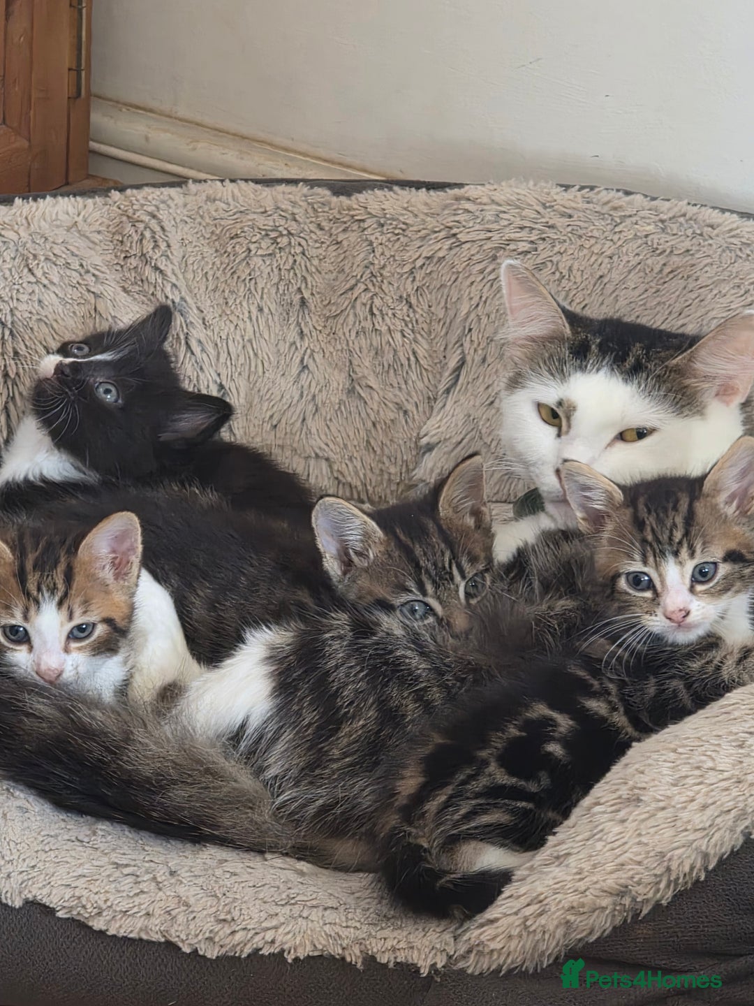 Mixed Breed cats for sale: Tabby mix kittens - Image 2